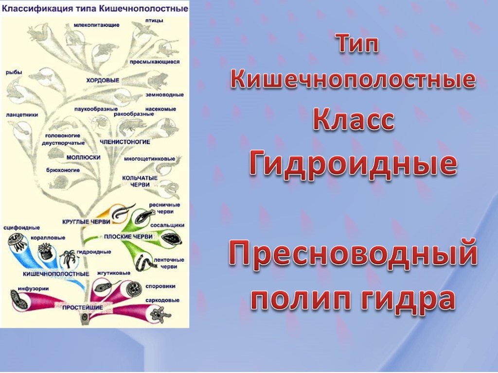 Кракен шоп ссылки